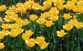 Желтые тюльпаны, цветы крупным планом HD обои