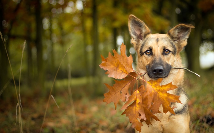 Осень, собака, лист, боке обои,s изображение