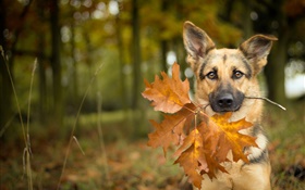 Осень, собака, лист, боке HD обои