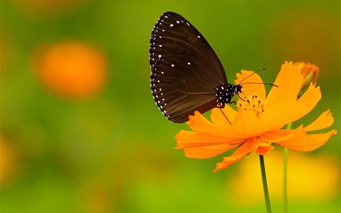 Черная бабочка, оранжевый цветок обои,s изображение