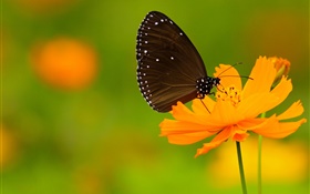 Черная бабочка, оранжевый цветок