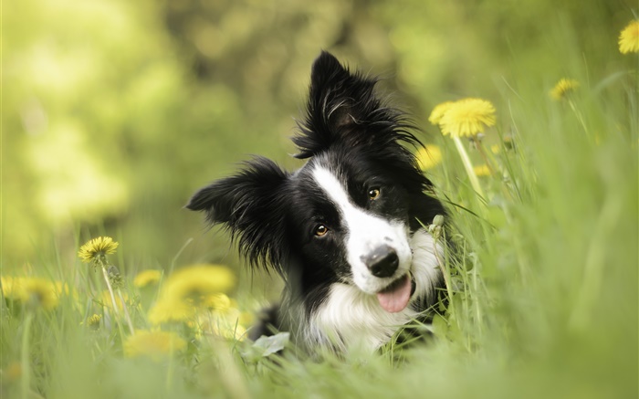 Пограничный колли, собака, цветы, трава обои,s изображение