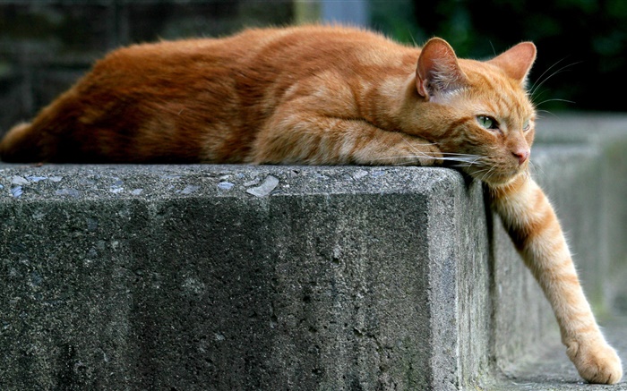 Коричневый цвет кот, лапы, лестница обои,s изображение