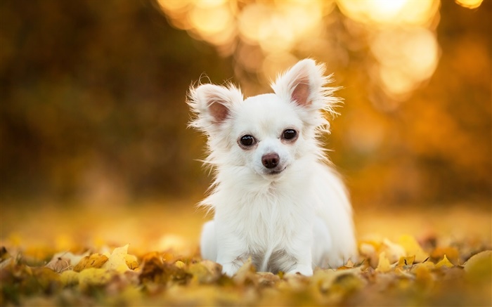 Чихуахуа собака, белый щенок, листья, боке обои,s изображение