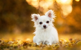 Чихуахуа собака, белый щенок, листья, боке