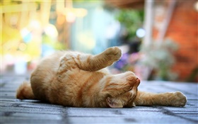 Симпатичная кошка, лежащих сон, ноги, тротуар, боке HD обои