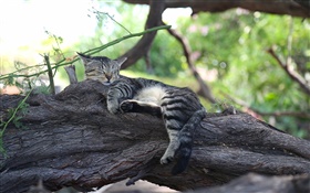 Милый котенок спит, отдых, дерево HD обои