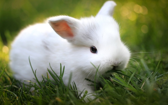Симпатичные белый кролик в траве обои,s изображение
