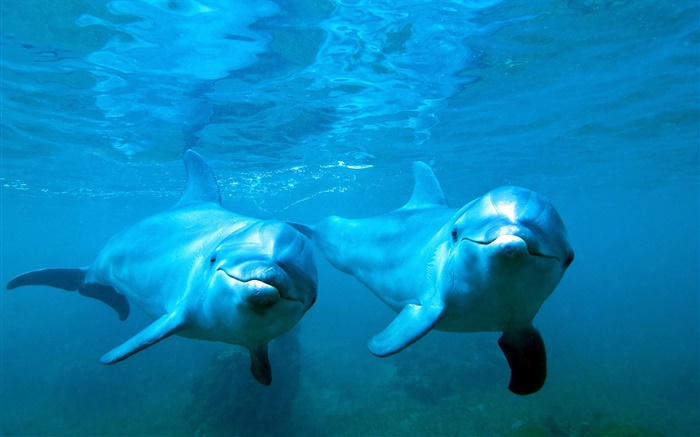 Дельфины пара, море, подводный обои,s изображение