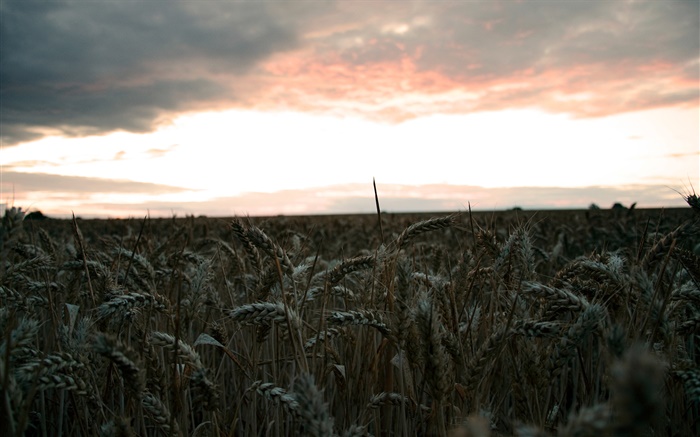 Вечер, поле пшеницы, урожай обои,s изображение