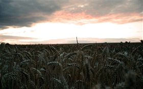 Вечер, поле пшеницы, урожай HD обои