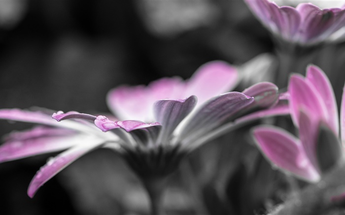 Цветок крупным планом, лепестки, роса, капли воды обои,s изображение