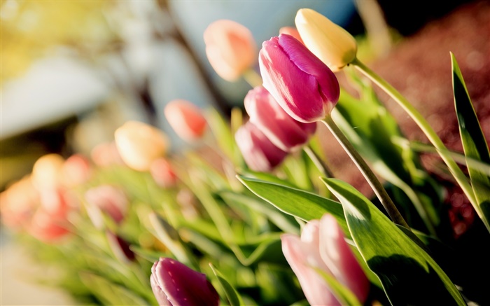 Цветы, тюльпаны, фиолетовые, желтые, боке обои,s изображение