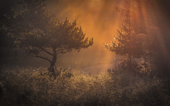 Лес, утро, свет, трава, рассвет обои,s изображение