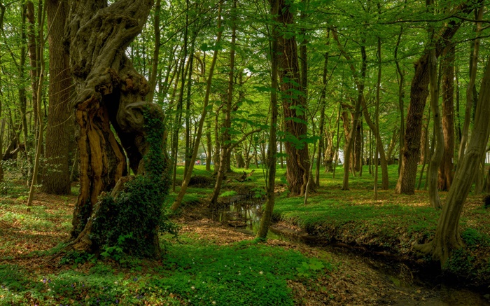 Лес, деревья, ручей, парк обои,s изображение