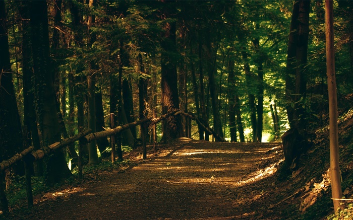 Лес, деревья, тропинка, парк, лучи солнца обои,s изображение