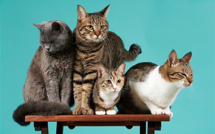 Четыре кошки, зеленый фон обои,s изображение