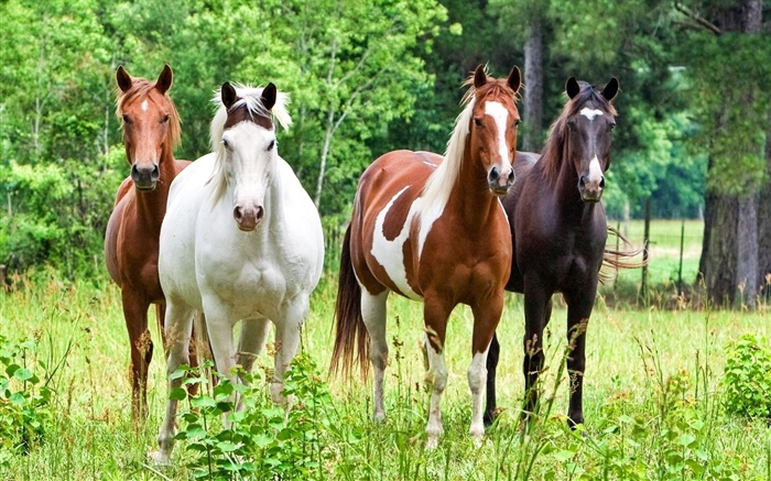 Четыре лошади, трава обои,s изображение