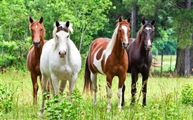 Четыре лошади, трава HD обои