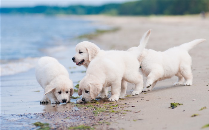 Четыре белые собаки, игра, пляж обои,s изображение