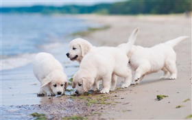 Четыре белые собаки, игра, пляж