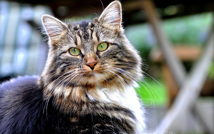 Зеленые глаза кошки, посмотрите, лица, боке обои,s изображение