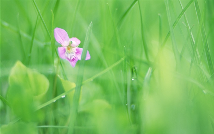 Зеленая трава, фиолетовый цветок, роса обои,s изображение