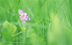 Зеленая трава, фиолетовый цветок, роса