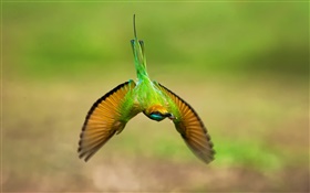 колибри полет, крылья