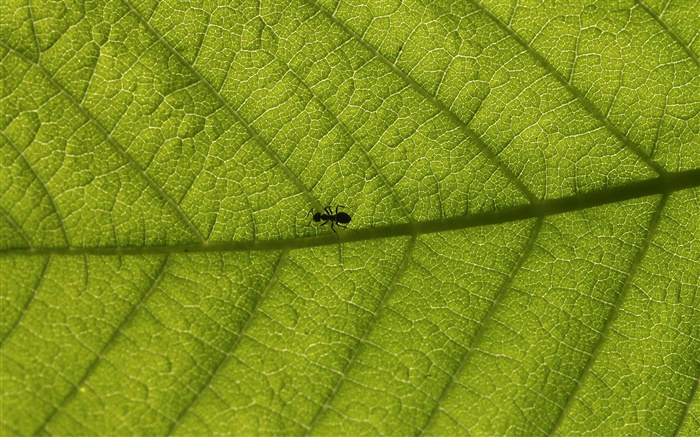 Макро листья, муравьи обои,s изображение