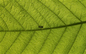 Макро листья, муравьи HD обои