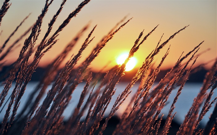 Утро, солнце, рассвет, растения, трава, река, восход обои,s изображение