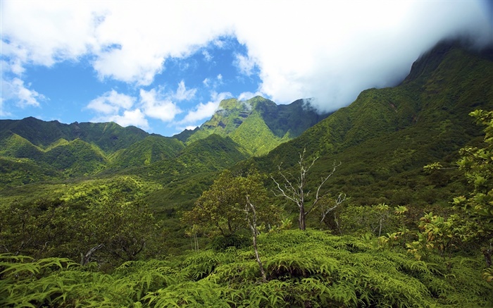 Горы, долины, Гавайи острова обои,s изображение