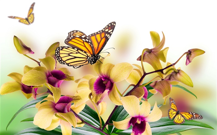 Орхидея, цветы, листья, лепестки, бабочка обои,s изображение