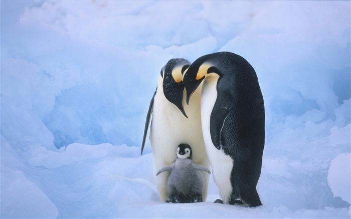 Пингвины семьи обои,s изображение