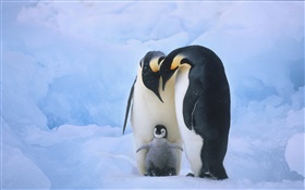 Пингвины семьи HD обои