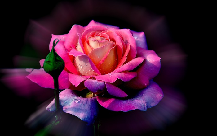 Розовый цветок, лепестки роз, бутон, роса обои,s изображение
