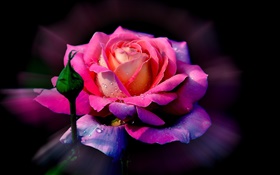 Розовый цветок, лепестки роз, бутон, роса