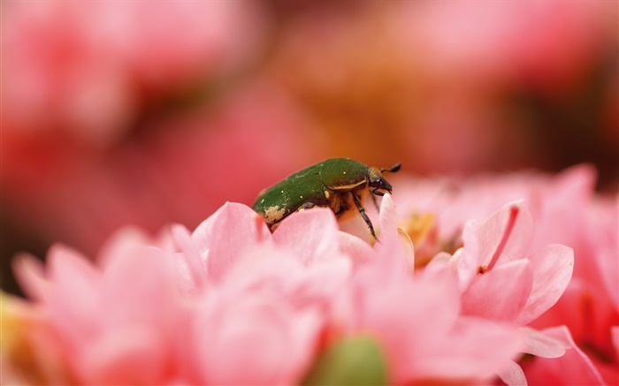 Розовые цветы, насекомых обои,s изображение