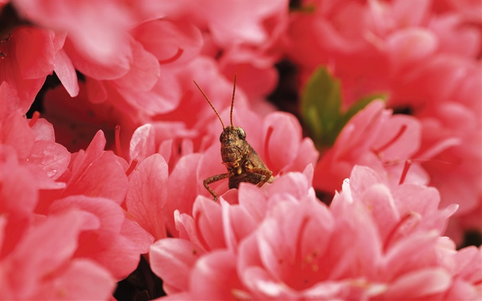 Розовые цветы, саранча обои,s изображение
