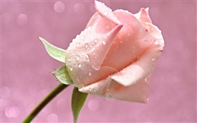 Розовая роза цветок, капли воды, росы HD обои