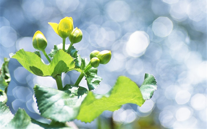 Растения крупным планом, желтый бутоны, блики обои,s изображение