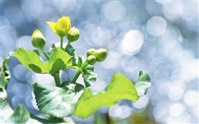 Растения крупным планом, желтый бутоны, блики HD обои