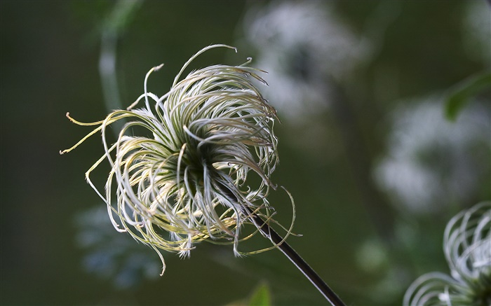 Растения щупальца макро обои,s изображение