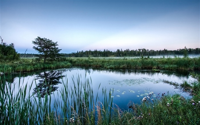 Пруд, деревья, трава, вода отражение, рассвет обои,s изображение