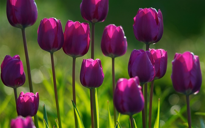 Фиолетовые цветы, тюльпаны, трава, лето обои,s изображение
