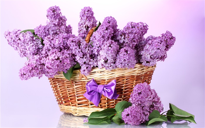 Фиолетовый сирени цветы, корзина обои,s изображение