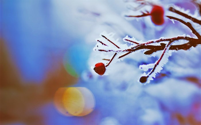 Красные ягоды, ветки, зима, боке обои,s изображение