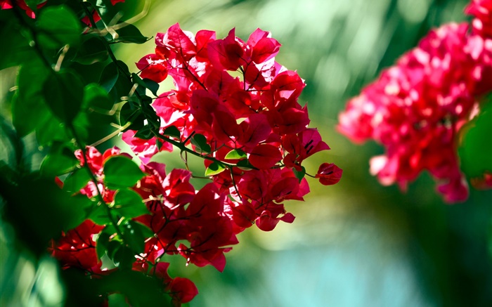 Красные цветы бугенвилии обои,s изображение