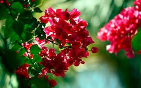 Красные цветы бугенвилии
